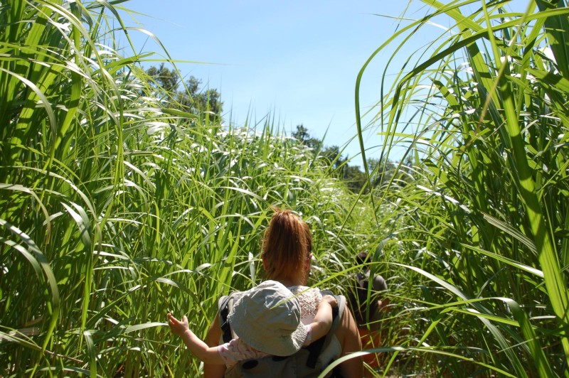 Promenade en famille dans le myscanthus